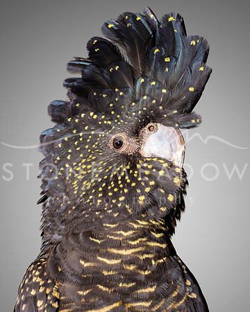 red tailed black cockatoo