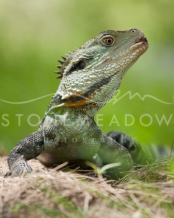 Australian water dragon in the grass (Intellagama lesueurii)