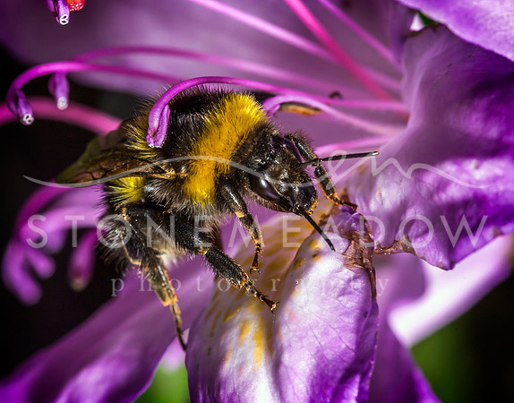 bumblebee feeding