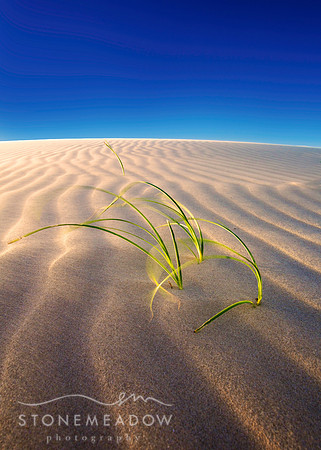 sand dune growth