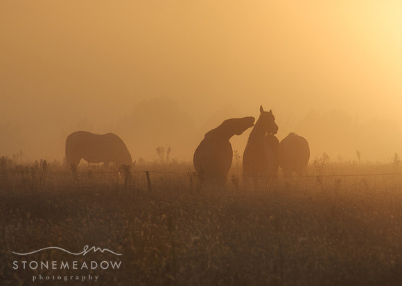 frisky horses
