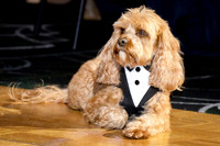 Lifeline Macarthur and Southwest Sydney Gala Ball 2026