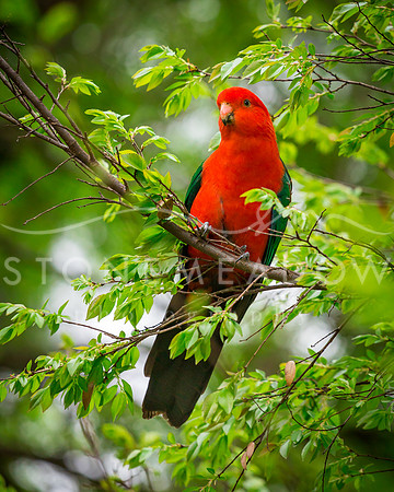 King parrot