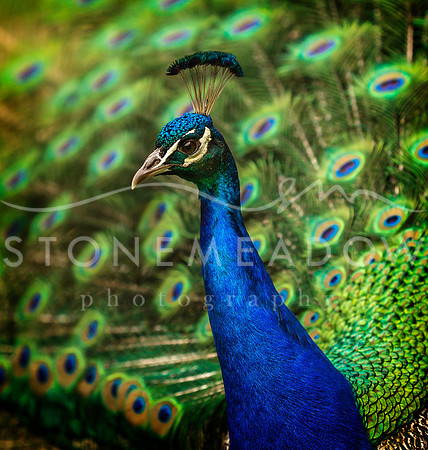peacock portrait
