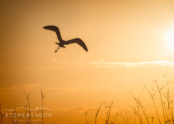 bird in silhouette