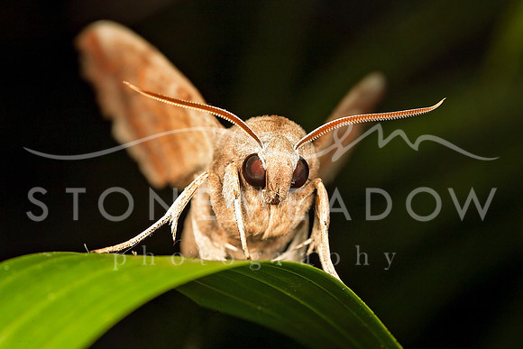 brown moth flapping its wings