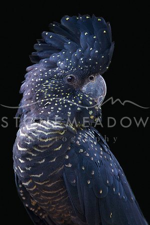 cockatoo narrow