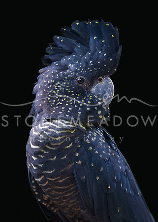 red tailed black cockatoo
