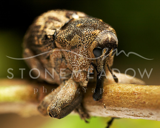 Backward-nosed Weevil