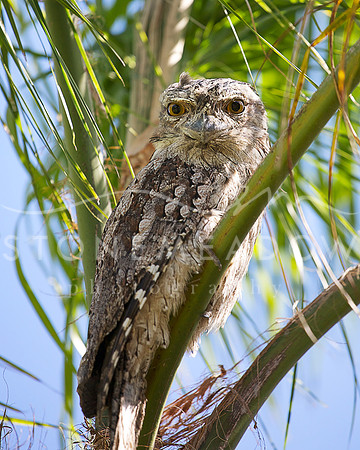 Tawny Frogmouth