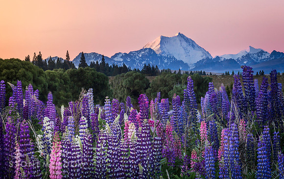 Lupins near Tepako