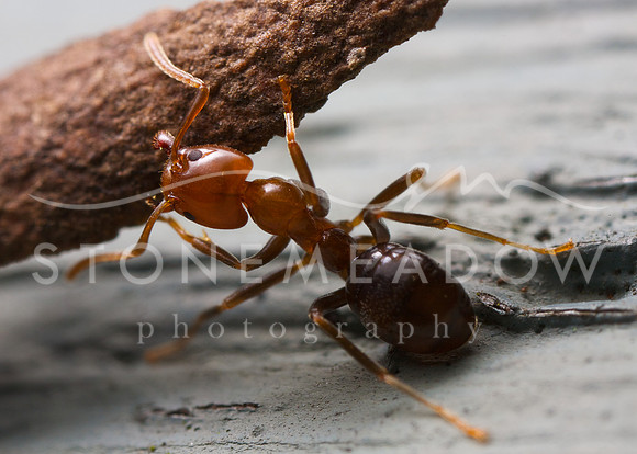 meat ant
