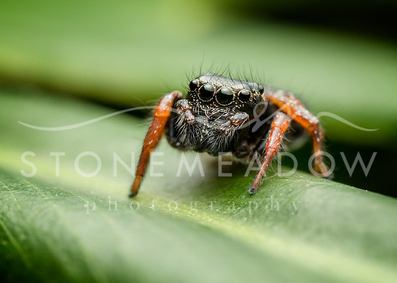 jumping spider