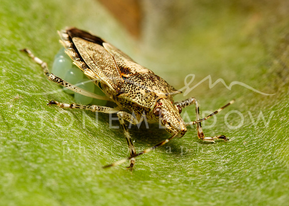 bug and eggs 1