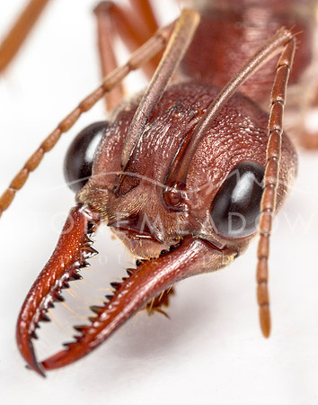 bull ant 86