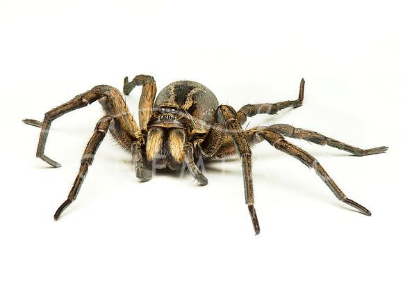 a wolf spider isolated on a white background