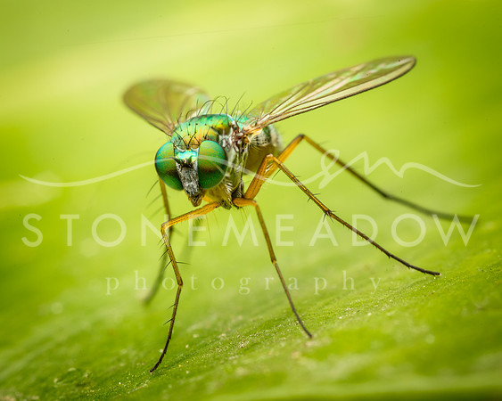 long legged fly