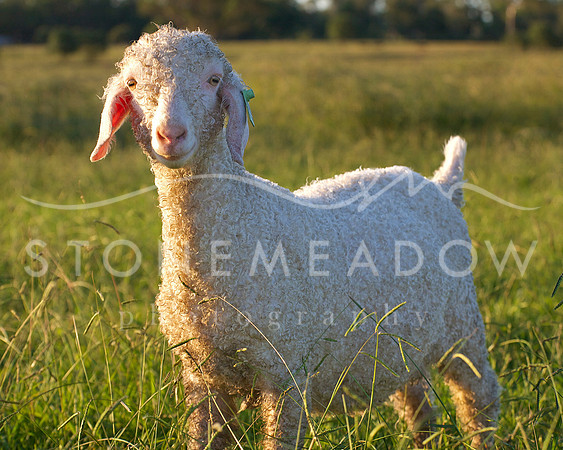 angora goat
