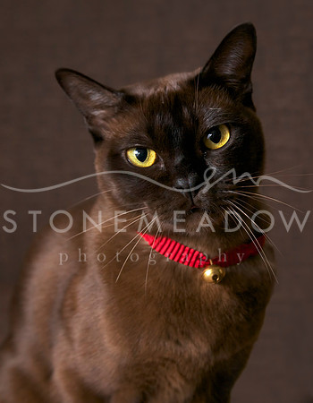 burmese cat