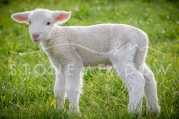 lamb6
