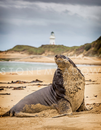 Hooker sea lion