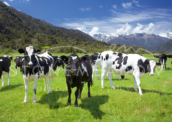 friesian cows