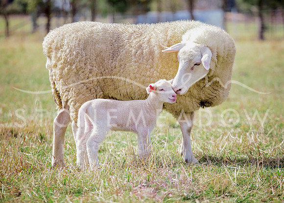 mother and son 2