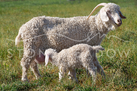angora goat and kid