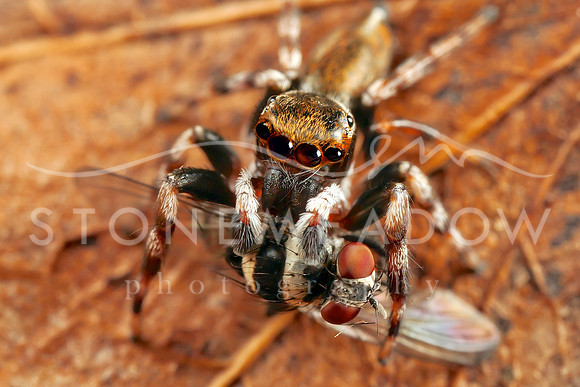 spider and fly