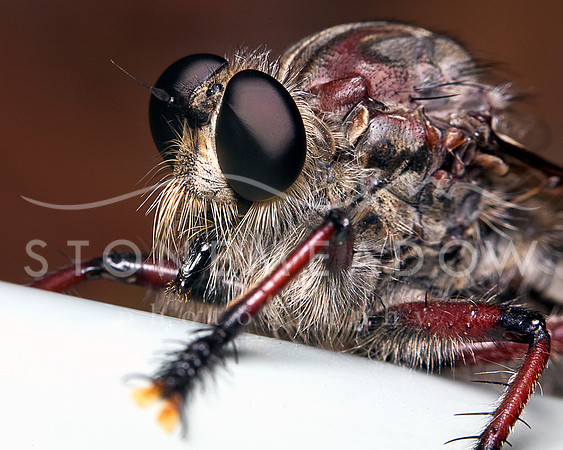 Robber fly