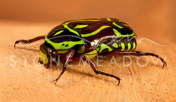 christmas beetle