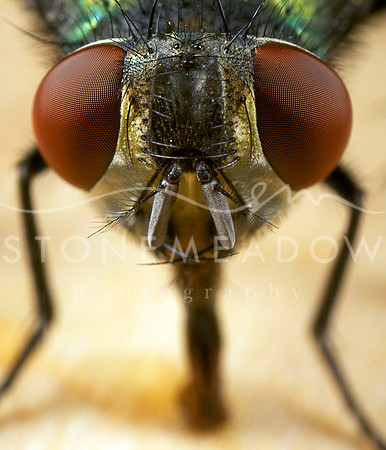 house fly