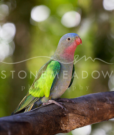 princess parrot