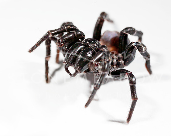 funnel web spider