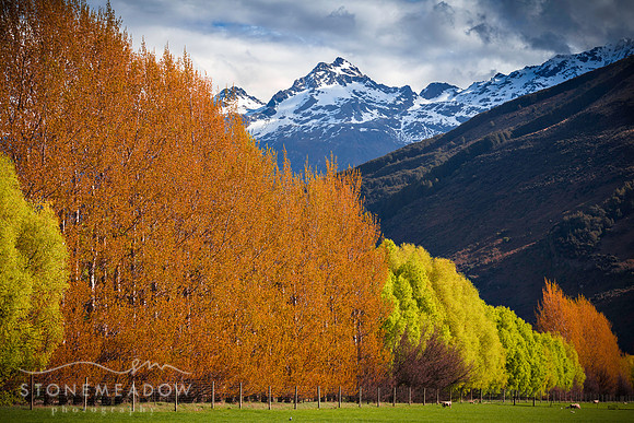 hedge and mountains