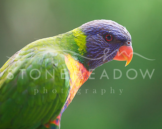 lorikeet portrait