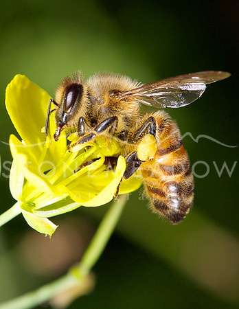 bee on Yellow flower