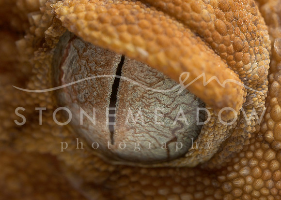 gecko eyes