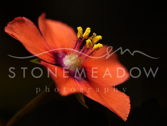 orange flower