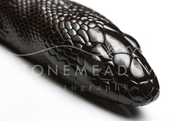 Black headed Python