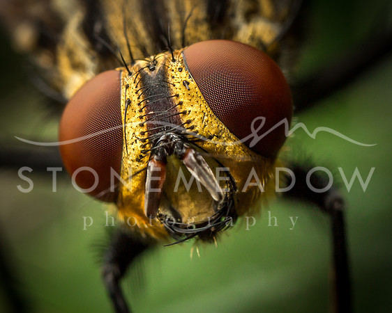 striped fly