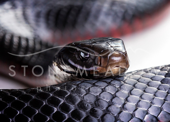red bellied black snake