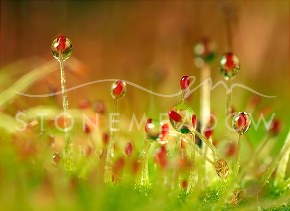 sundew garden