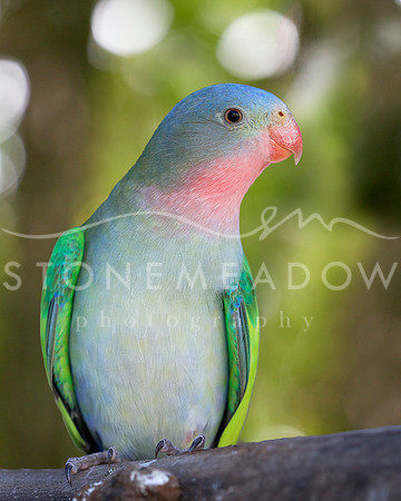 princess parrot