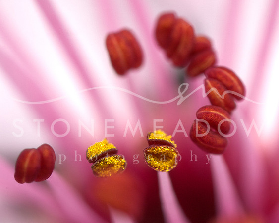 A closeup of a plum tree blossom.