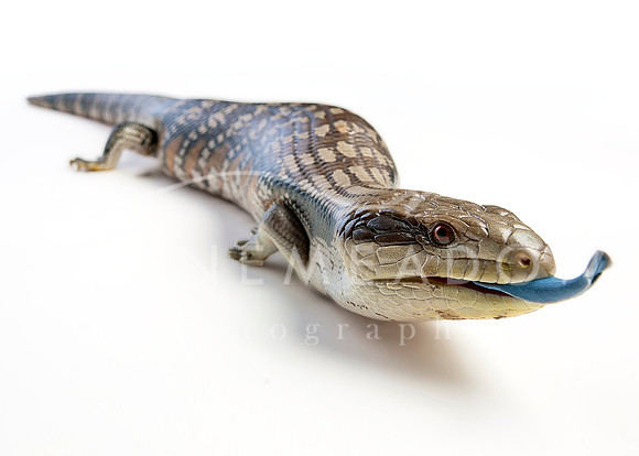 blue tongue