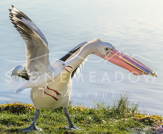 pelican and seagull