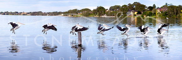 pelican landing