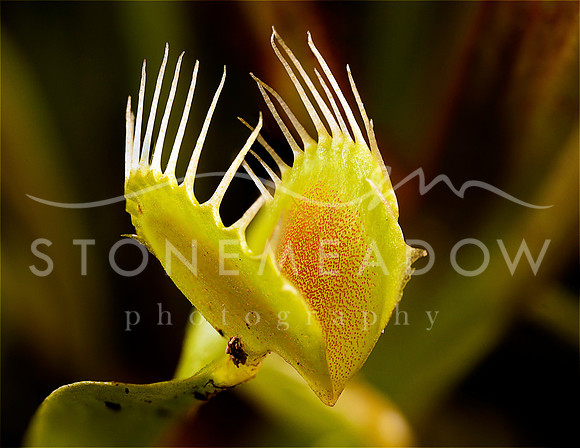 venus fly trap