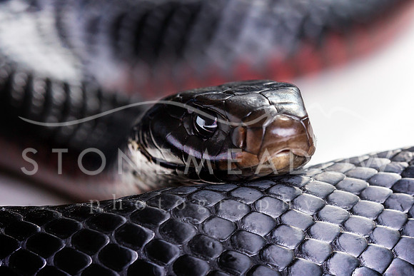 red bellied black snake